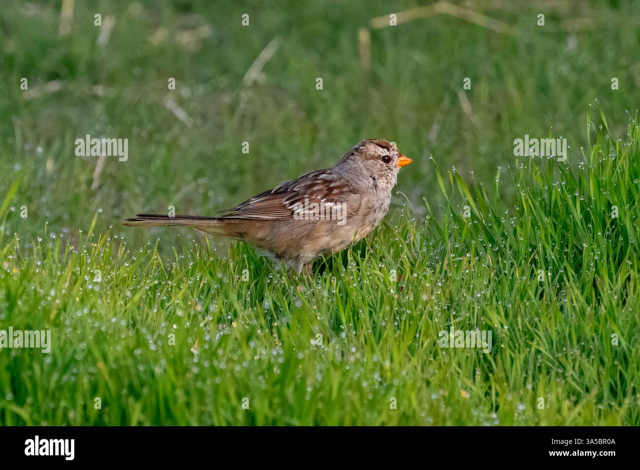Un jeune moineau à couronne blanche (Zonotrichia leucophrys) est assis dans une parcelle d'herbe recouverte de rosée. Banque D'Images