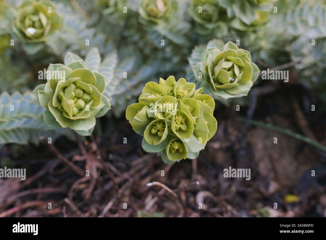 Euphorbia myrsinites (queue d'âne) plante avec des fleurs à Seattle Banque D'Images