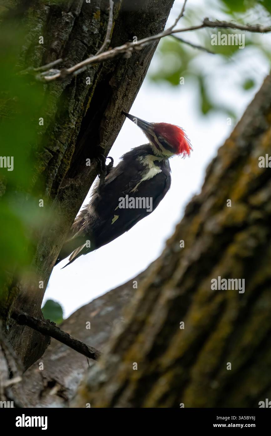 Un pic de bois pilé s'accroche à un tronc d'arbre, picotant à l'écorce. Banque D'Images