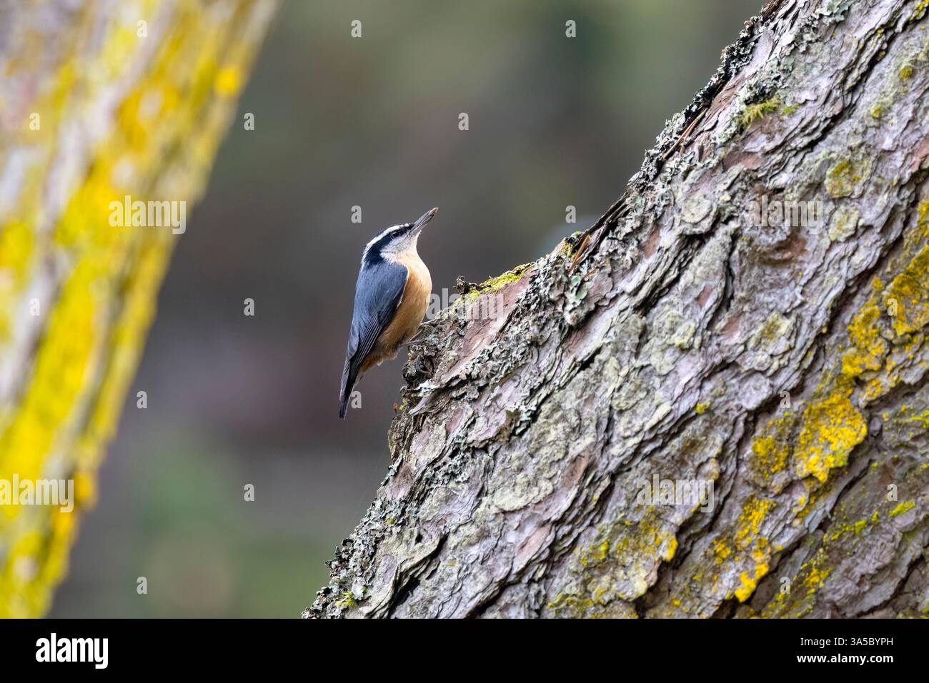 Noix à poitrine rouge (Sitta canadensis) - cimetière de Ross Bay - Victoria, Île de Vancouver, Colombie-Britannique, Canada Banque D'Images Noix à poitrine rouge (Sitta canadensis) - cimetière de Ross Bay - Victoria, Île de Vancouver, Colombie-Britannique, Canada Banque D'Images