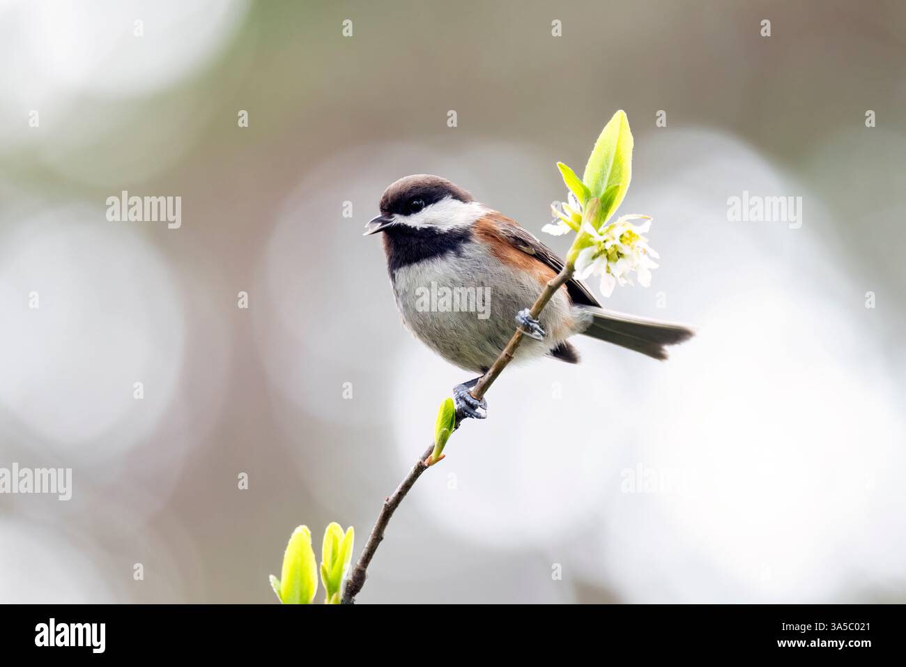 Chickadee à dos de châtaignier (Poecile rufescens) - Beacon Hill Park - Victoria, Île de Vancouver, Colombie-Britannique, Canada Banque D'Images