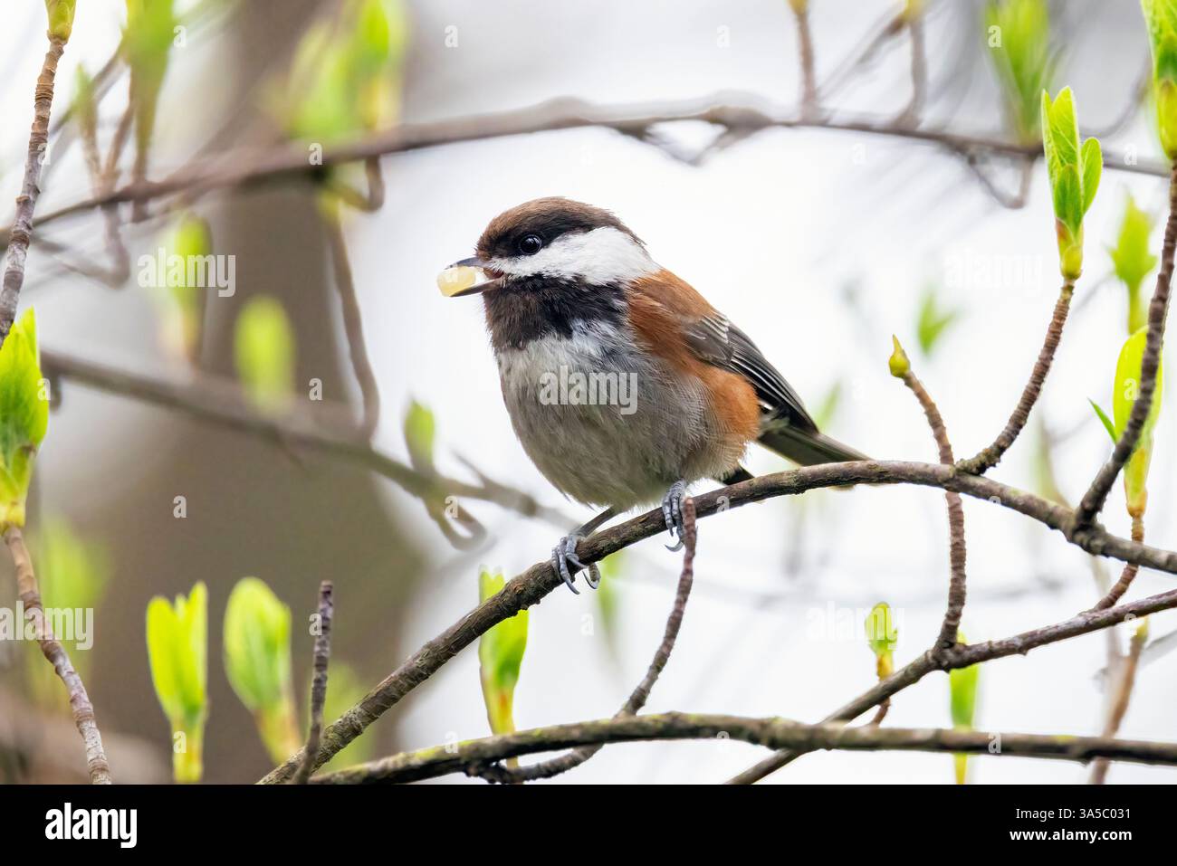 Chickadee à dos de châtaignier (Poecile rufescens) - Beacon Hill Park - Victoria, Île de Vancouver, Colombie-Britannique, Canada Banque D'Images