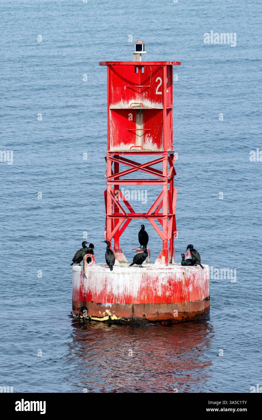 Cormorans de Brandt (Urile penicillatus) sur bouée - près de Port Angeles, Washington, USA Banque D'Images