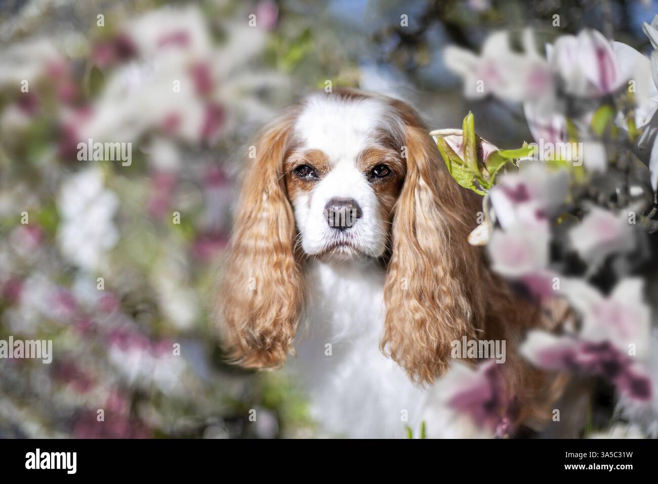 Cavalier King Charles Spaniel Banque D'Images