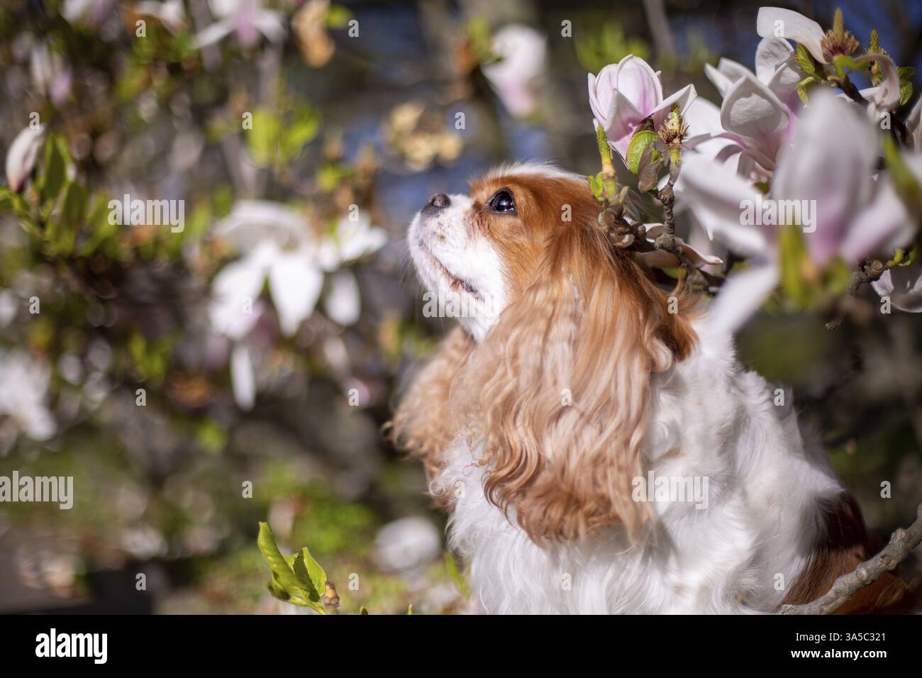 Cavalier King Charles Spaniel Banque D'Images
