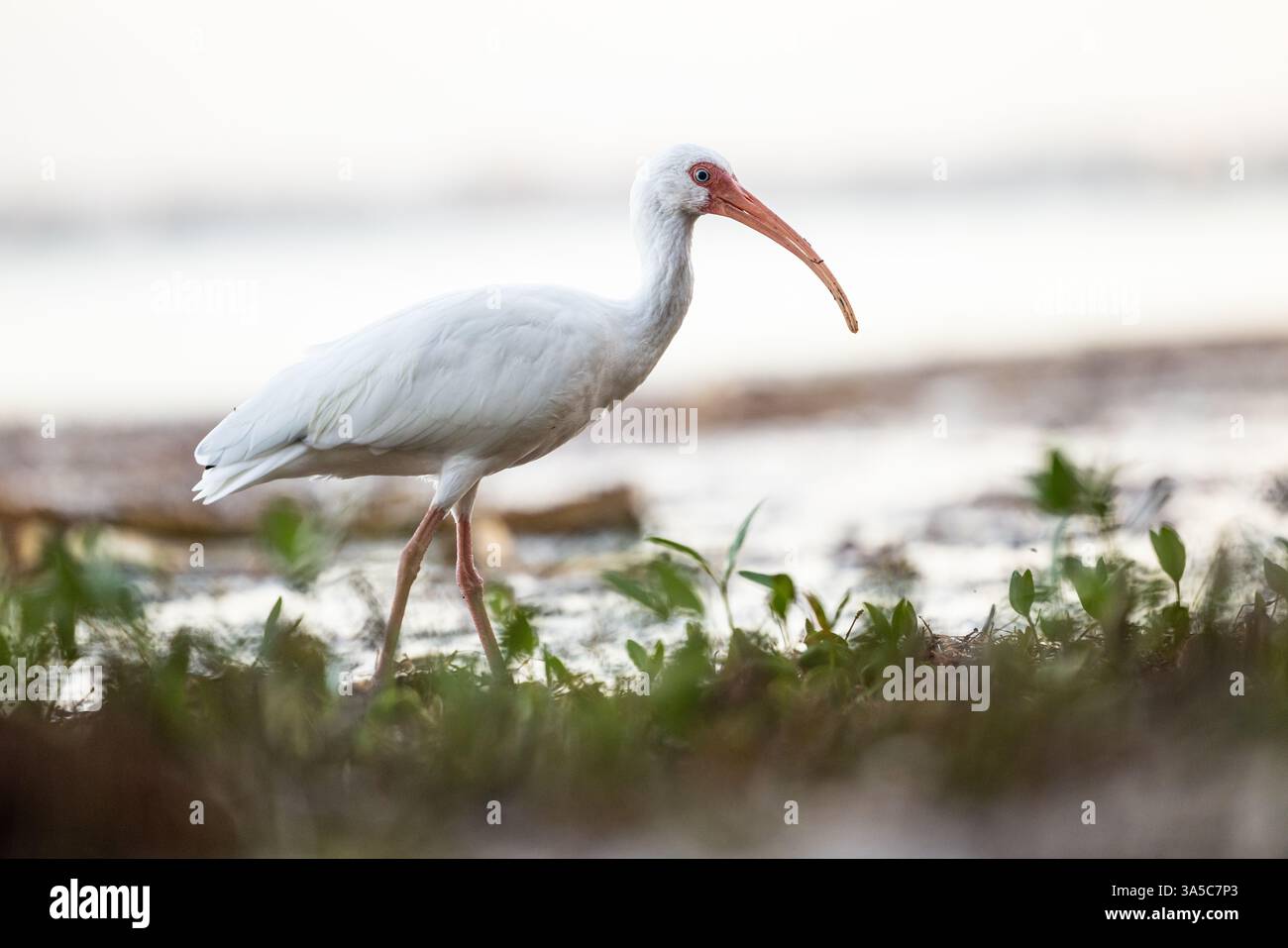 American White Ibis cherche le long du rivage à la lumière du matin au parc national de Honeymoon Island, Floride. Banque D'Images