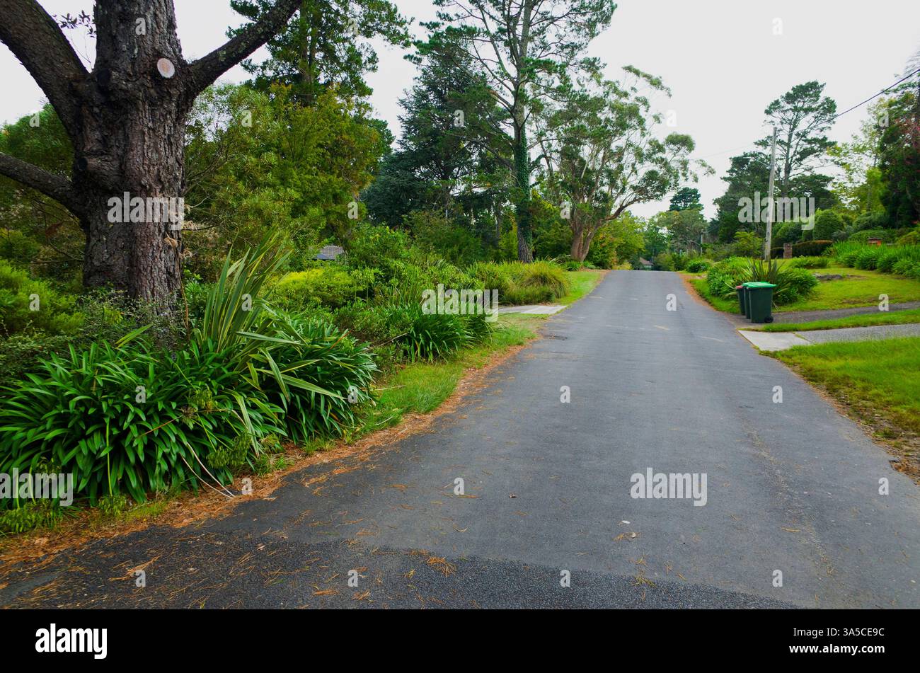 Une scène de rue australienne pittoresque à Leura, Blue Mountains, avec une végétation luxuriante, des arbres avec des feuilles d'automne et une atmosphère sereine de banlieue. Banque D'Images
