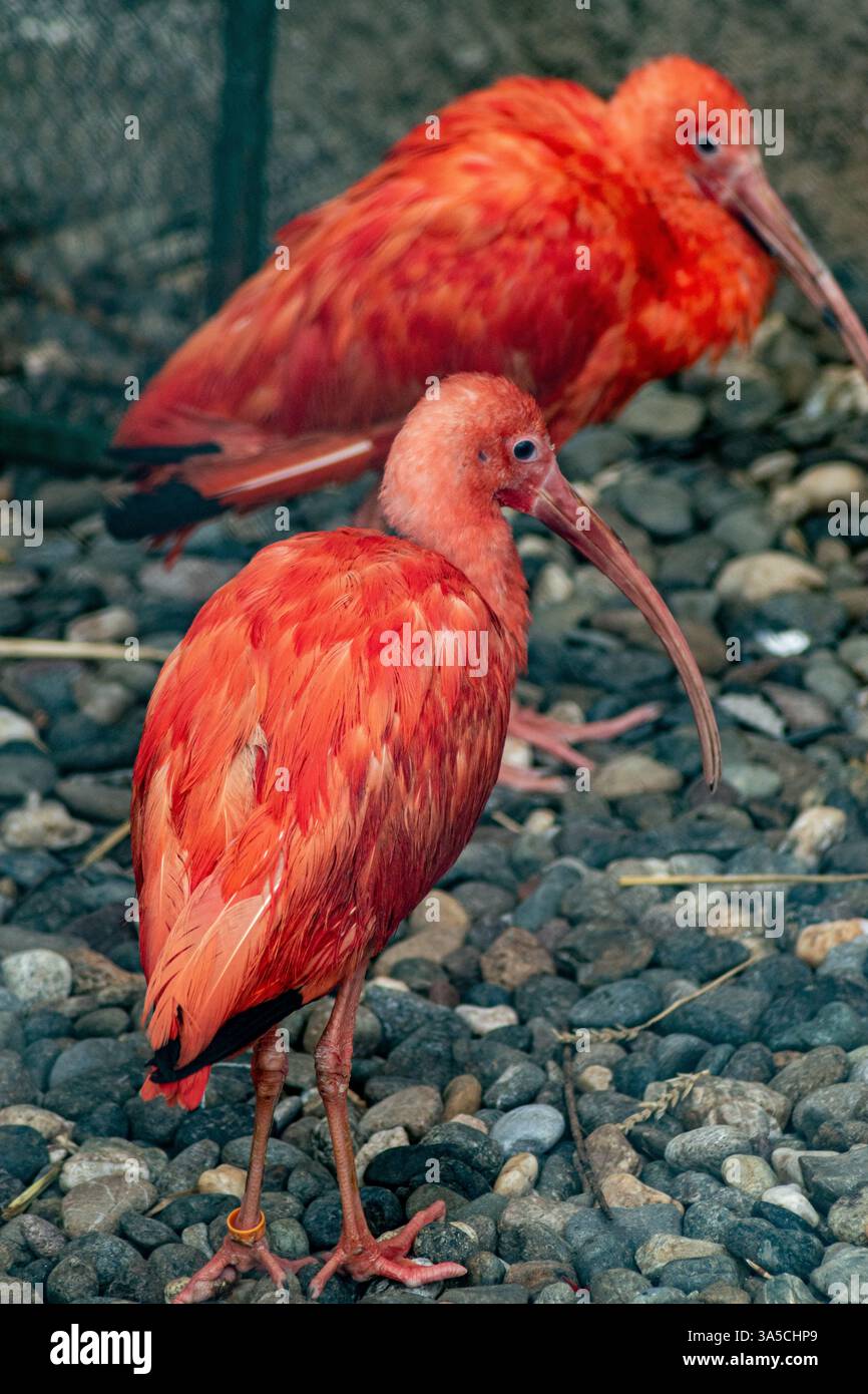 Deux Ibises écarlate se dressent sur un sol rocheux à l'intérieur d'une enceinte de zoo, leurs plumes rouge vif brillent Banque D'Images