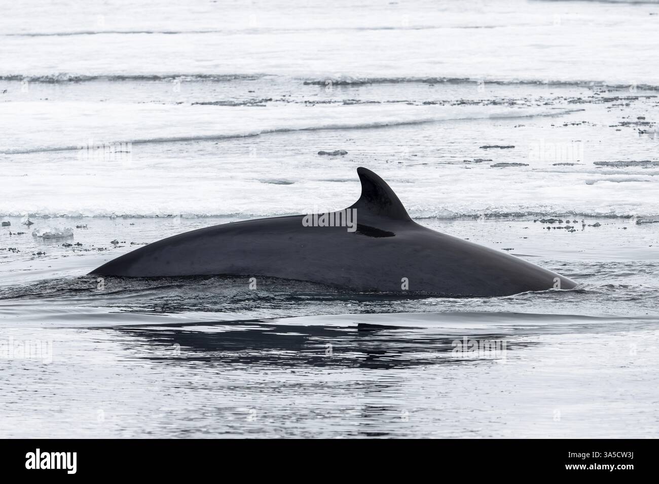 petit rorqual commun Banque D'Images