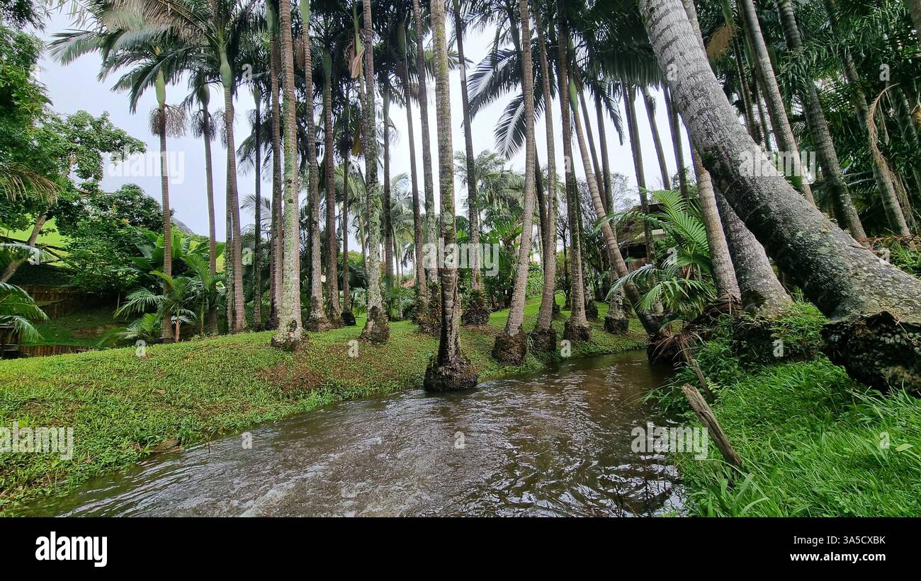 Un paysage tropical serein se déploie, encadré par de grands palmiers élancés avec des troncs marqués par la mousse et les lichens. Banque D'Images Un paysage tropical serein se déploie, encadré par de grands palmiers élancés avec des troncs marqués par la mousse et les lichens. Banque D'Images