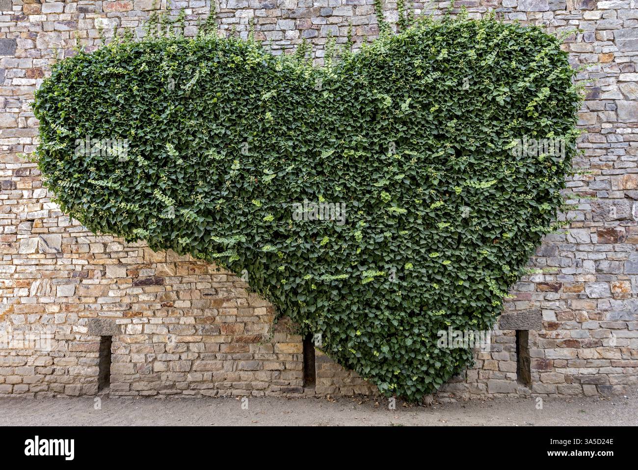 Mur de pierre naturelle en forme de coeur envahi par le lierre (Hedera Helix), coeur, fort romain Saalburg, fort de cohorte reconstruit, musée, archéologique pa Banque D'Images