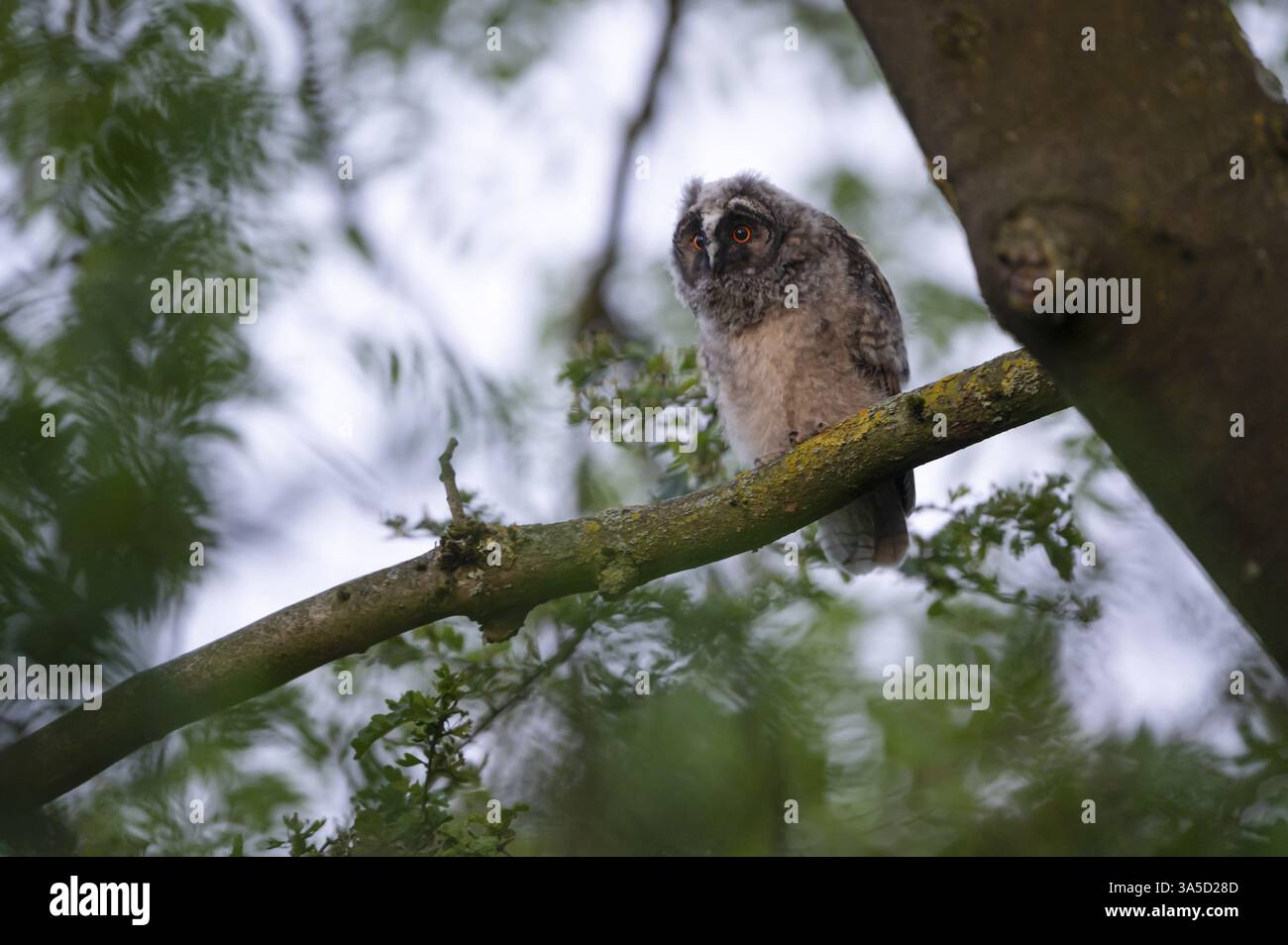 Hibou à oreilles longues (Asio otus), jeune oiseau, nid naissant, Bottrop, région de la Ruhr, Rhénanie du Nord-Westphalie, Allemagne, Europe Banque D'Images