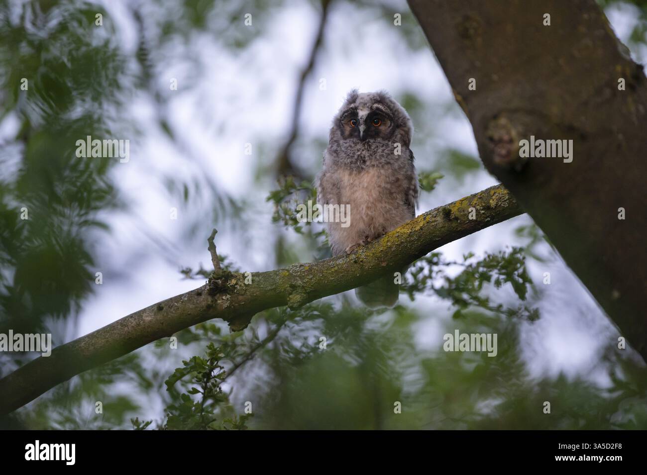 Hibou à oreilles longues (Asio otus), jeune oiseau, nid naissant, Bottrop, région de la Ruhr, Rhénanie du Nord-Westphalie, Allemagne, Europe Banque D'Images