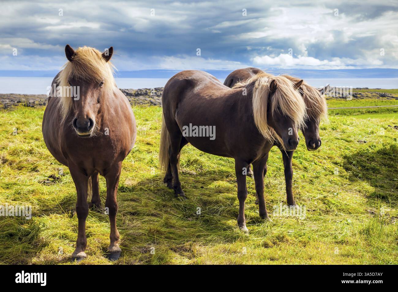 Trois beaux et gentils chevaux d'une race islandaise unique. Toundra d'été islandaise. Voyage de rêves en Islande. Coucher de soleil d'été doré. Écologique, Banque D'Images