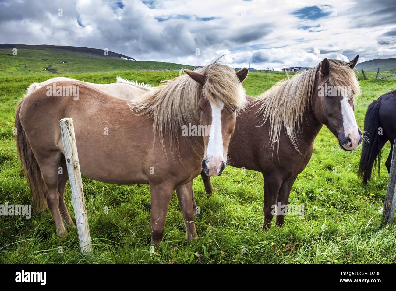 Troupeau de beaux chevaux pèle dans les hautes herbes vertes de la toundra islandaise. Coucher de soleil d'été doré. Une seule race de chevaux vit en Islande. Ecolo Banque D'Images