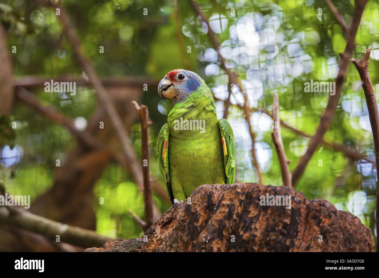 Magnifique perroquet aux couleurs vives. L'oiseau sud-américain pittoresque dans le zoo des oiseaux tropicaux exotiques Banque D'Images