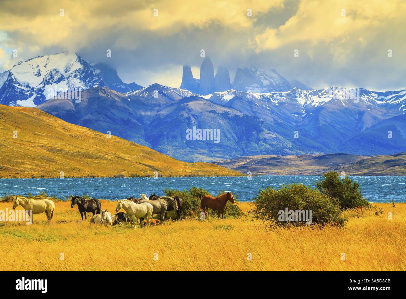Lumière magique du coucher de soleil. Rochers Torres del Paine visibles parmi les nuages. Troupeau de mustangs sur la rive de Laguna Azul Banque D'Images