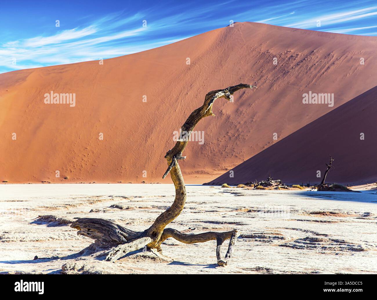 Des arbres fossilisés séchés pittoresques au fond du lac séché Sossusflei. Des dunes de sable rouge et orange aux couleurs vives. Afrique, Namibie. Le Namib-Nau Banque D'Images