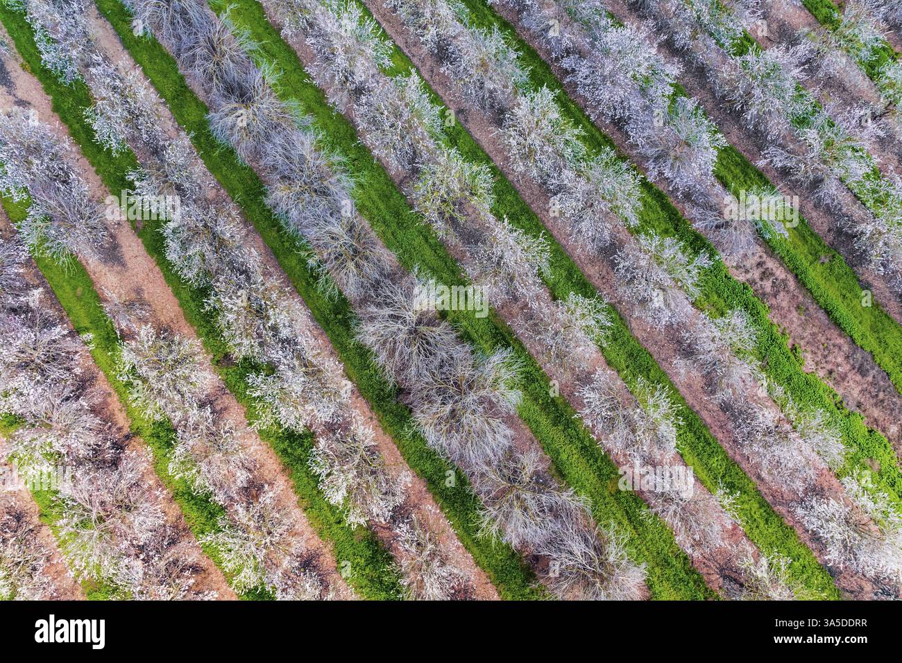 Prise de vue depuis un drone, vue à vol d'oiseau. Immense plantation d'amandiers fleuris. Israël. Arbres fleurissant avec des fleurs roses, plantés entre des bandes d'herbe. BE Banque D'Images