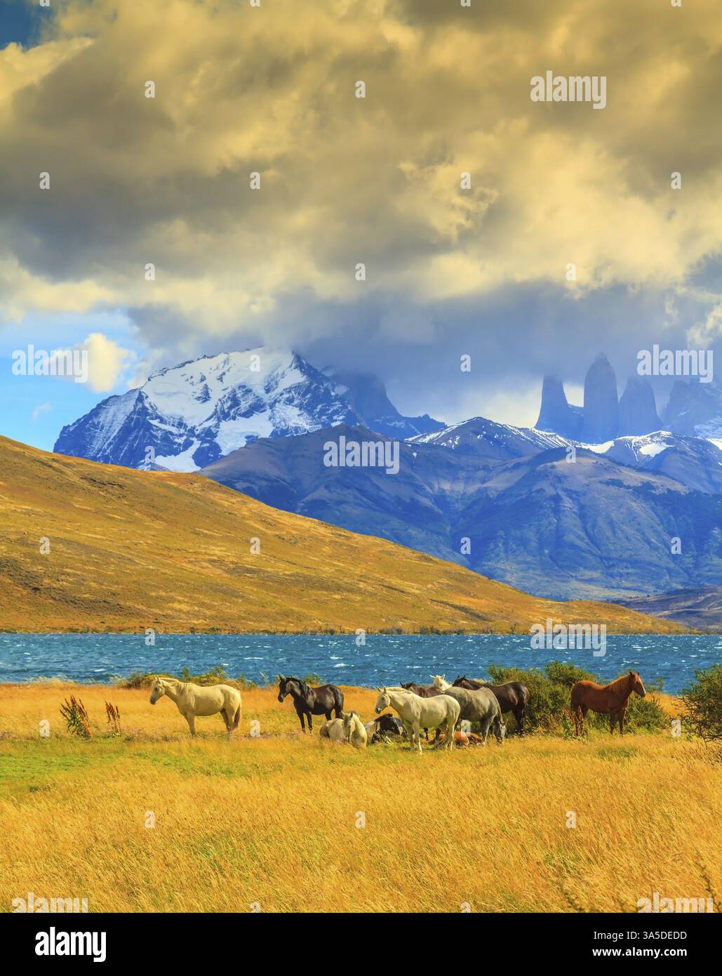Lumière magique du coucher de soleil. Rochers Torres del Paine visibles parmi les nuages. Troupeau de mustangs sur la rive de Laguna Azul Banque D'Images