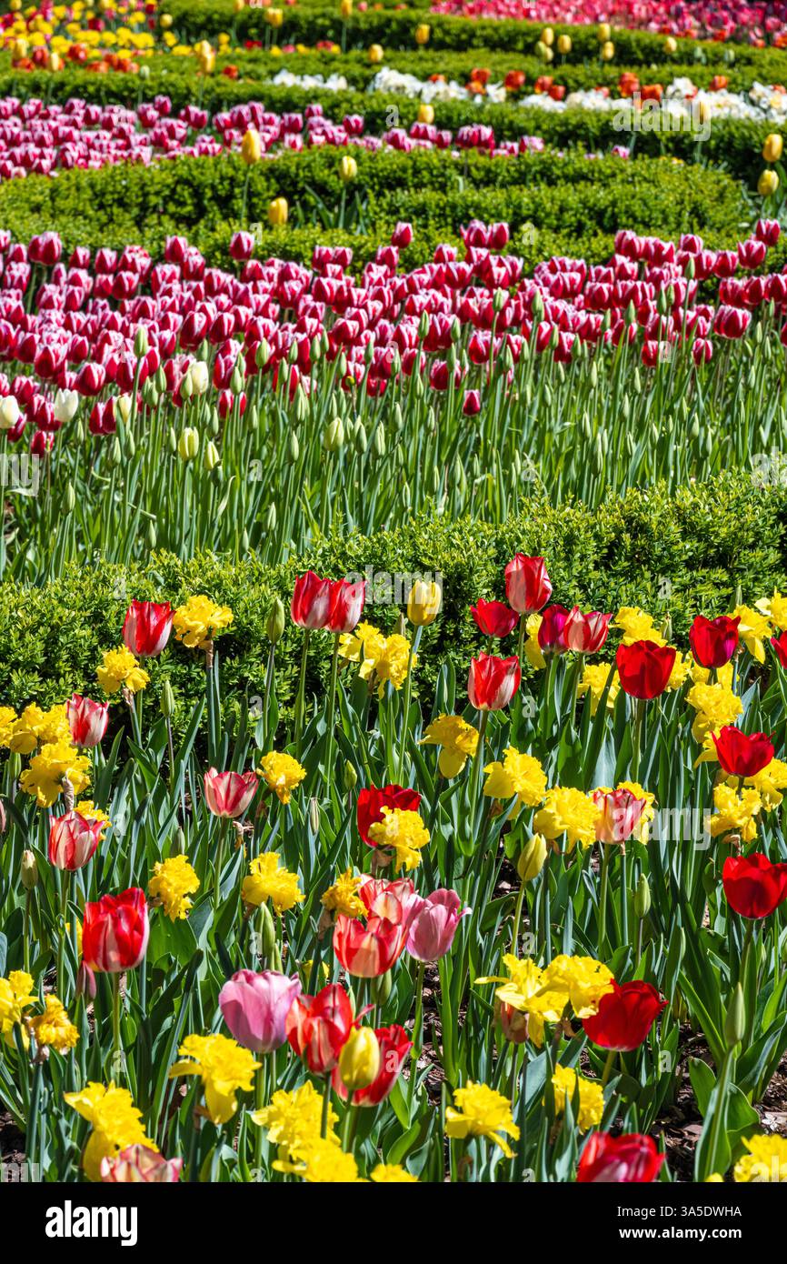 De belles tulipes colorées exposées lors de 'Atlanta Blooms !' Au jardin botanique d'Atlanta à Atlanta, Géorgie. (ÉTATS-UNIS) Banque D'Images