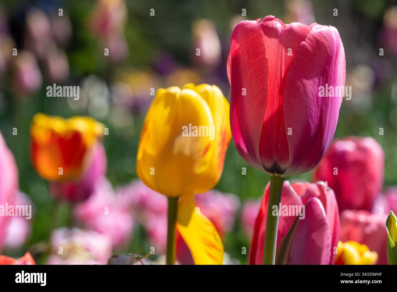 De belles tulipes colorées exposées lors de 'Atlanta Blooms !' Au jardin botanique d'Atlanta à Atlanta, Géorgie. (ÉTATS-UNIS) Banque D'Images