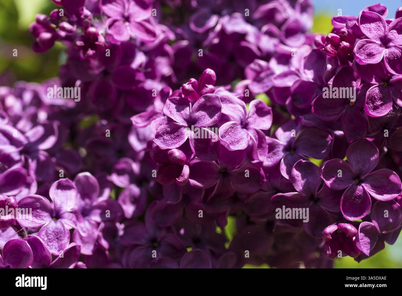 Le lilas (Syringa) fleurit en violet foncé Banque D'Images