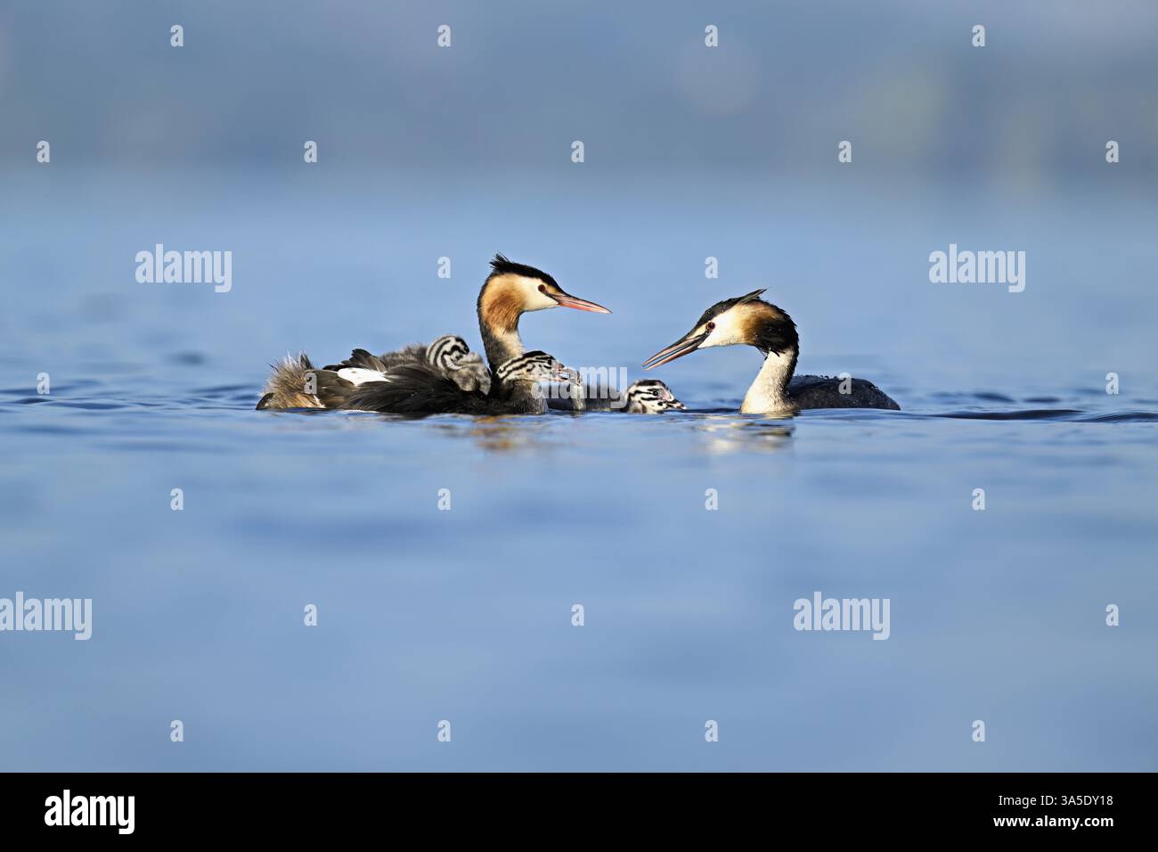 Great Crested Grebe (Podiceps festonné Ribonfish) couple nourrissant leur progéniture avec des poissons, lac de Zoug, Canton Zoug, Suisse, Europe Banque D'Images
