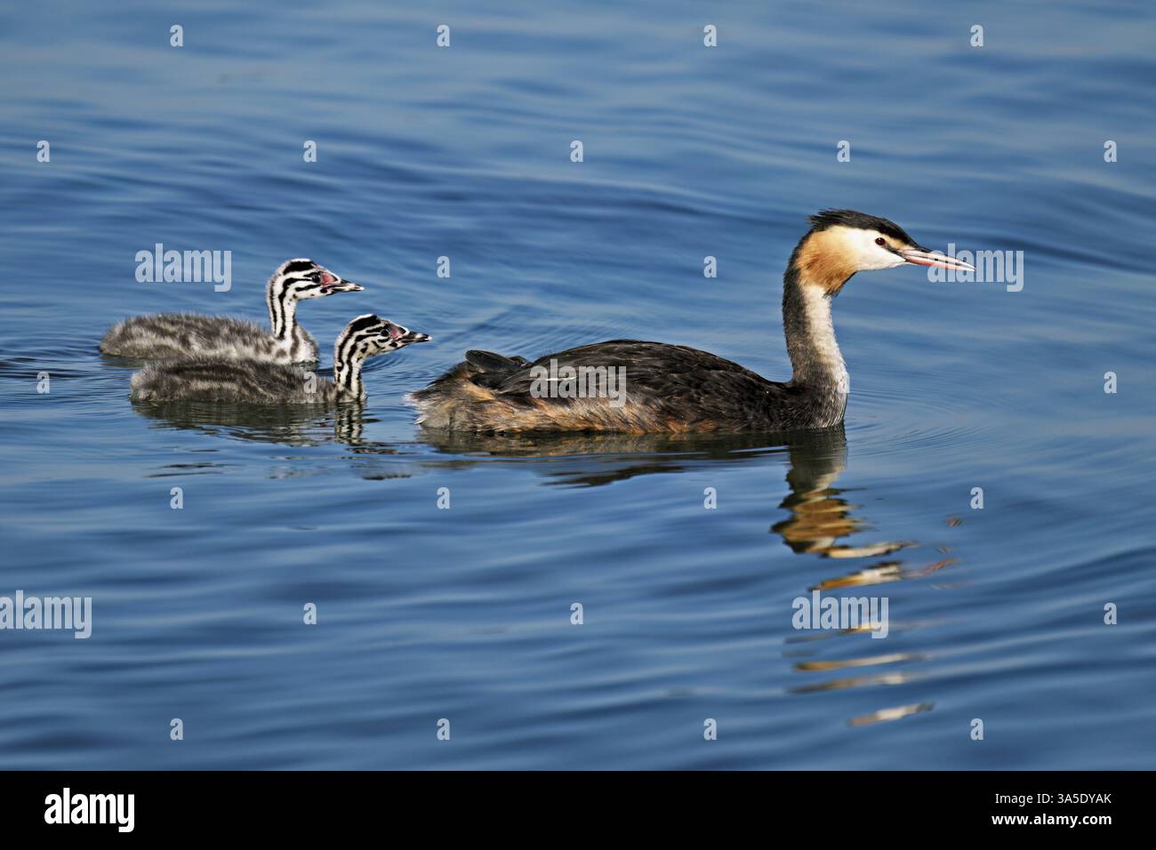 Great Crested Grebe (Podiceps festonné Ribonfish), avec deux poussins en plumage nageant dans l'eau, lac de Zoug, Canton de Zoug, Suisse, Europe Banque D'Images