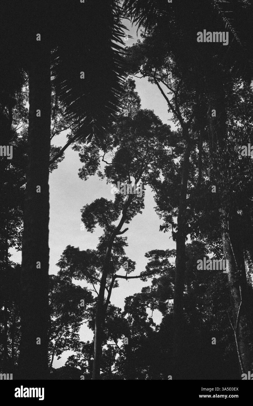 Imposantes cimes des arbres dans la forêt en noir et blanc, Bornéo, Malaisie, Asie Banque D'Images