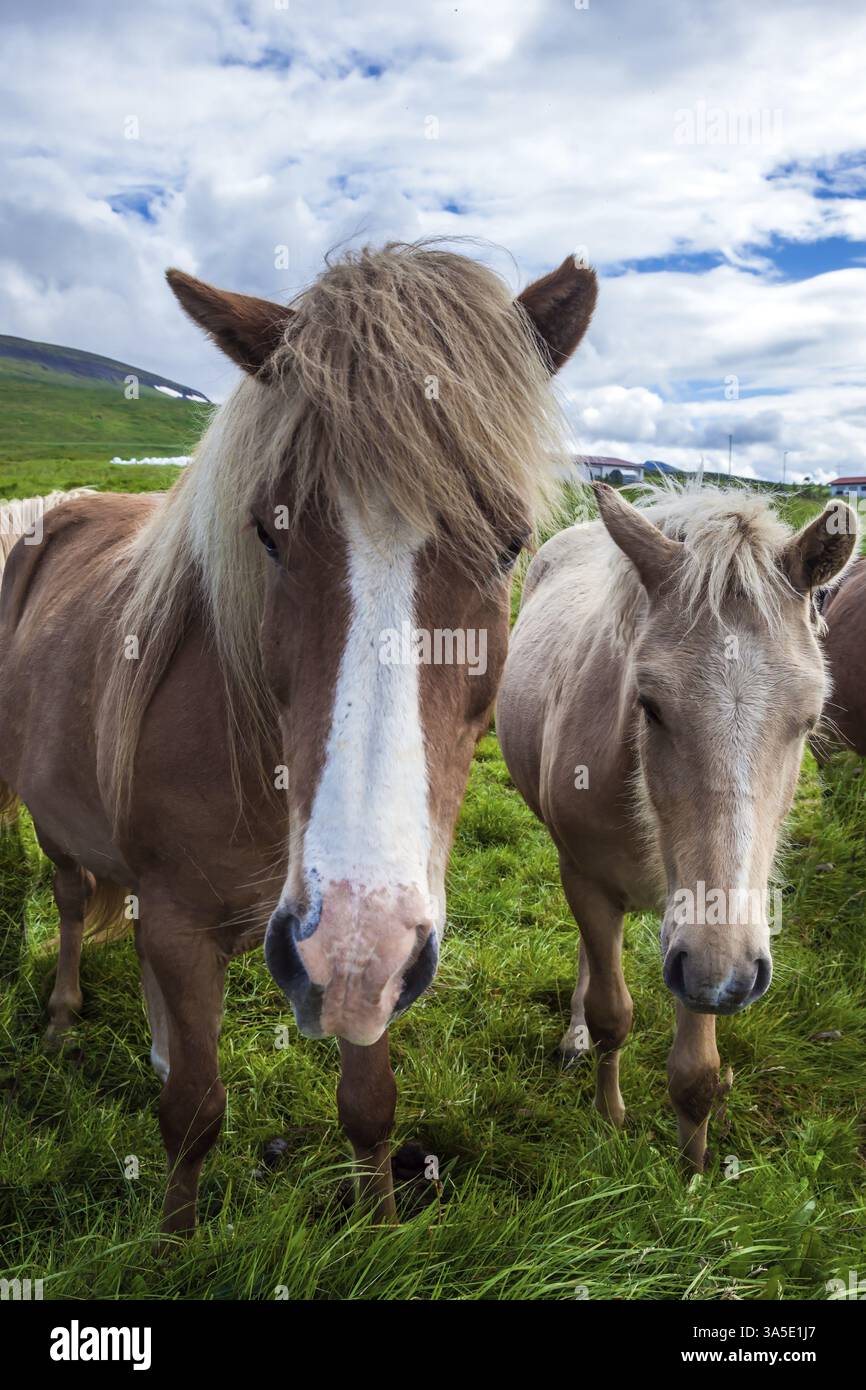 Voyage de rêve en Islande. Portraits de deux chevaux. Beaux et gentils chevaux d'une race islandaise unique. Coucher de soleil d'été doré. Toundra islandaise. Ecologi Banque D'Images