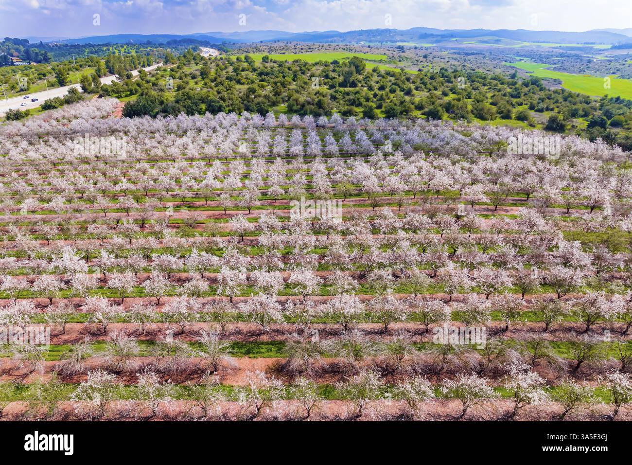 Prise de vue depuis un drone, vue à vol d'oiseau. Israël. Immense plantation d'amandiers fleuris. Arbres fleurissant avec des fleurs roses, plantés entre des bandes d'herbe. BE Banque D'Images