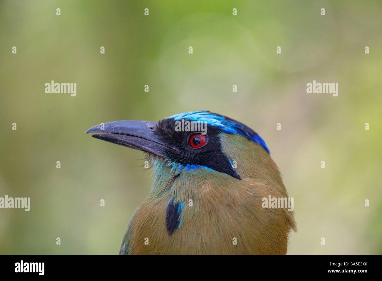 Portrait d'un motmot andin (Momotus aequatorialis), Colombie Banque D'Images