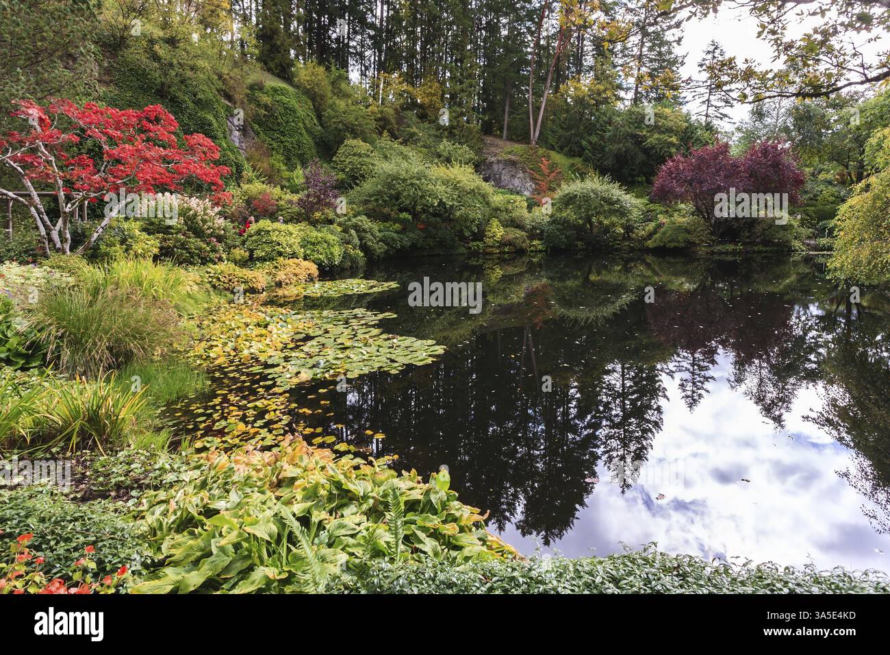 Fantastiques jardins floraux Butchart sur l'île de Vancouver, Canada. Étang calme, envahi de lis, parmi les saules pleureurs Banque D'Images