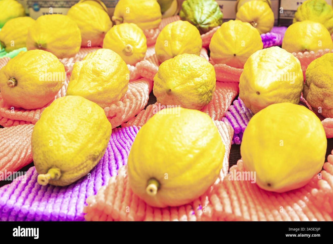 Etrogs. Bazar pré-vacances pour la vente de plantes rituelles. Sukkot est l'une des principales fêtes du peuple juif. Israël, Jérusalem Banque D'Images