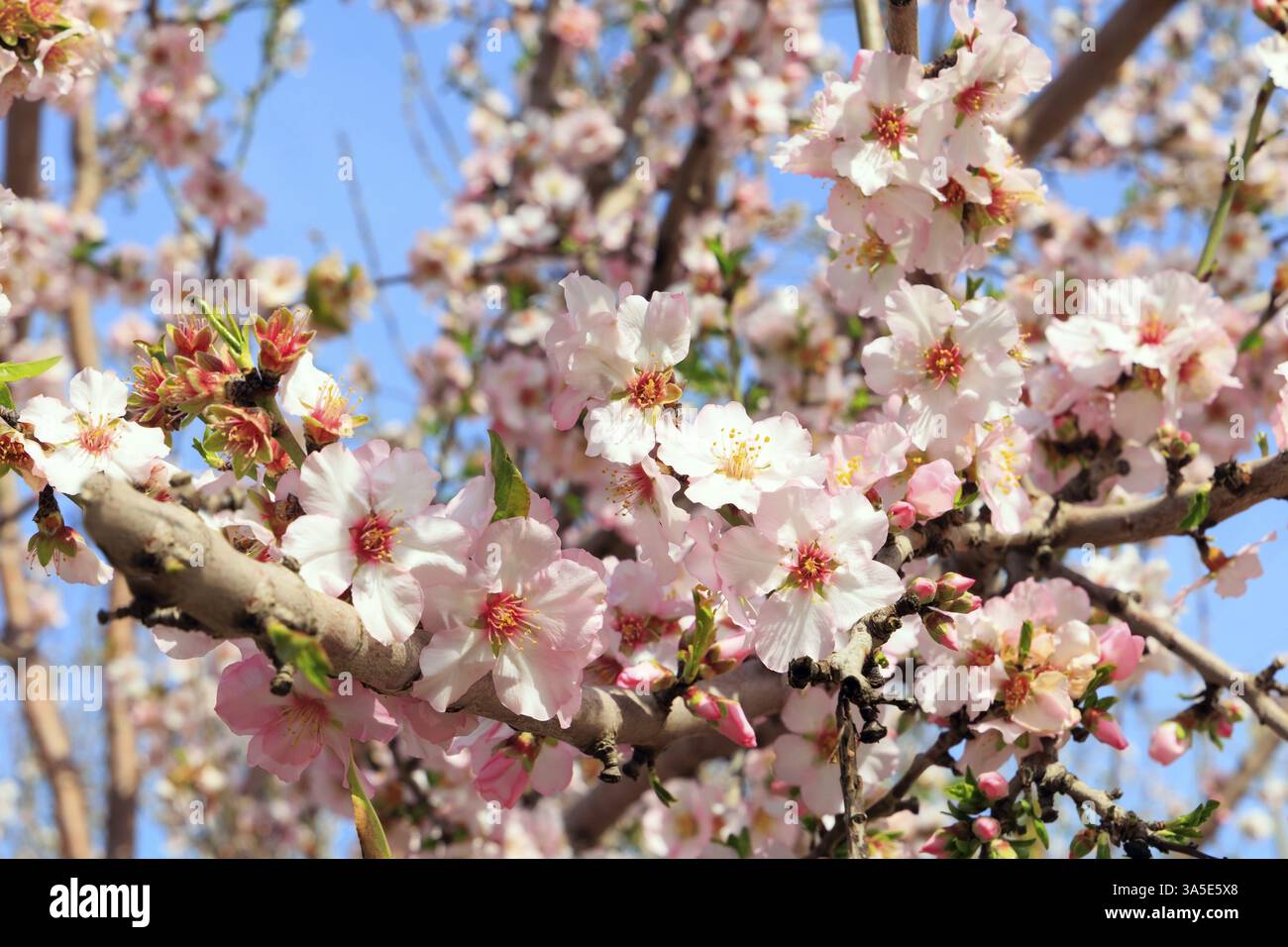 Les fleurs attirent les abeilles. Fleurs d'amande blanches et roses avec étamines jaunes sur un ciel bleu clair. Magnifique journée de printemps en Israël. Magnifique grotte d'amandes Banque D'Images Les fleurs attirent les abeilles. Fleurs d'amande blanches et roses avec étamines jaunes sur un ciel bleu clair. Magnifique journée de printemps en Israël. Magnifique grotte d'amandes Banque D'Images