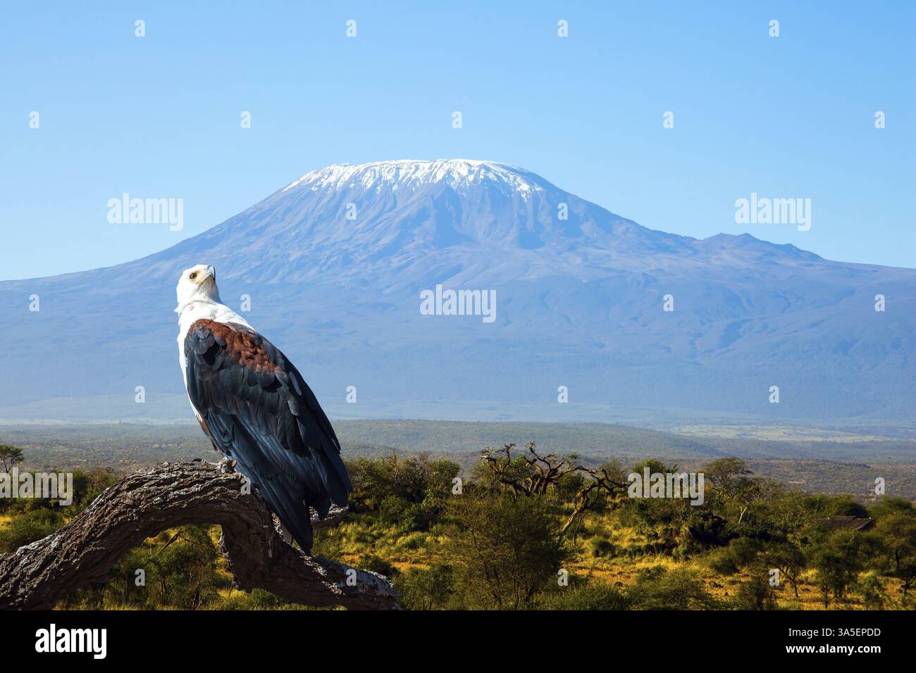 Le parc unique d'Amboseli. Aigle à tête blanche perché sur une branche épaisse d'arbre. Le magnifique sommet est le mont Kilimanjaro avec une casquette de neige sur un sommet plat. Voyage exotique Banque D'Images