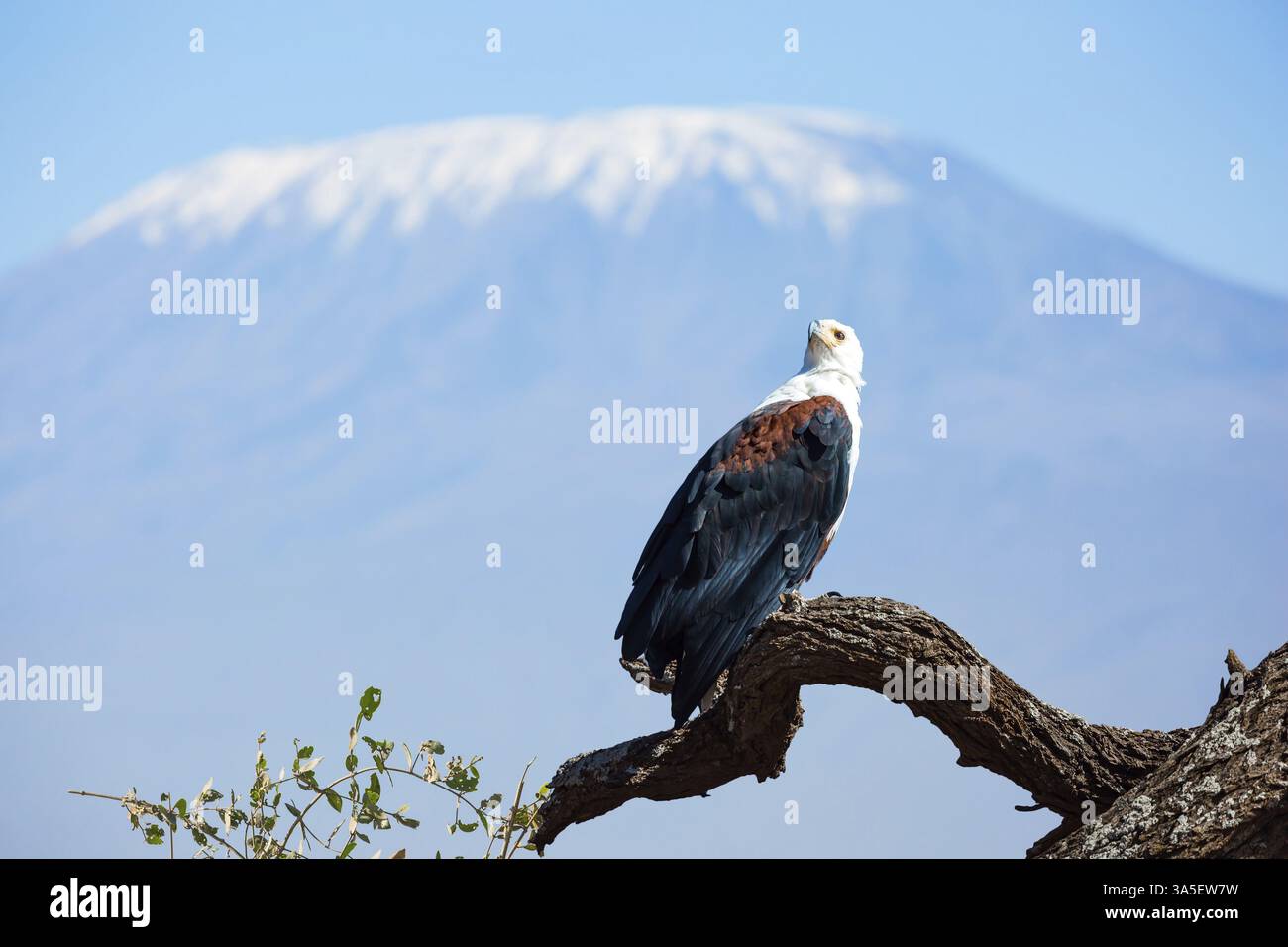 Aigle à tête blanche perché sur une épaisse branche d'arbre. Voyage exotique dans la Corne de l'Afrique, Kenya. Le parc unique d'Amboseli. Magnifique sommet est le mont Kilimandjaro W. Banque D'Images