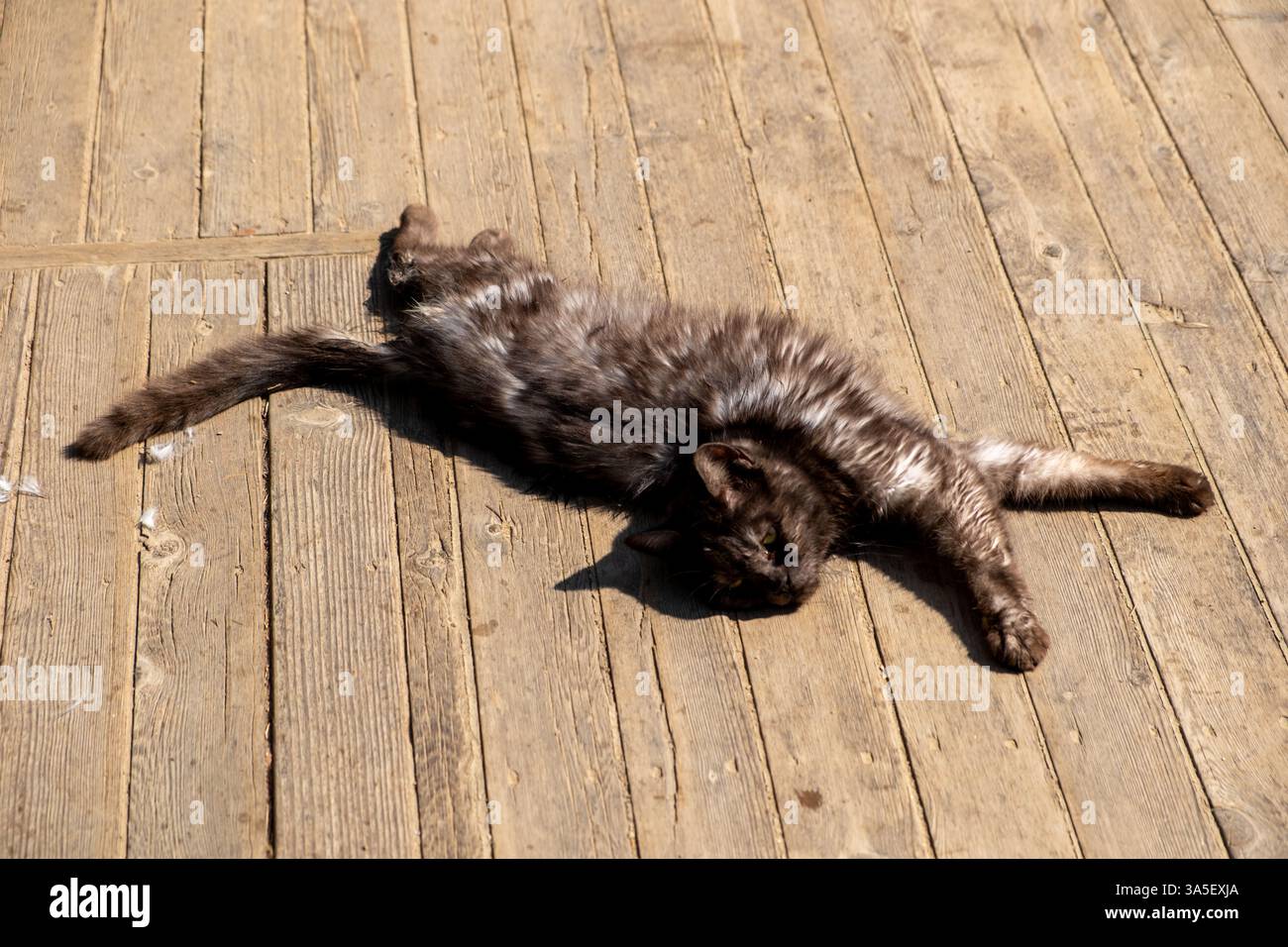 Chat errant dormant sur le plancher en bois Banque D'Images