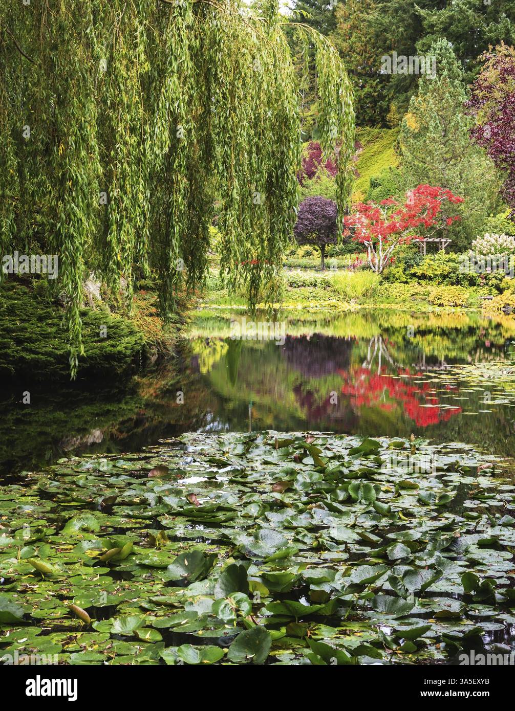 Étang calme, envahi de lis, parmi les saules pleureurs. Fantastiques jardins floraux Butchart sur l'île de Vancouver, Canada, Amérique du Nord Banque D'Images