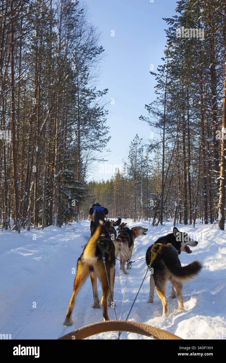 Traîneau Husky transportant un traîneau avec des touristes. Voyage exotique dans l'Arctique. Le soleil est bas à l'horizon. Voyage au Père Noël. Courte journée d'hiver dans le L. Banque D'Images