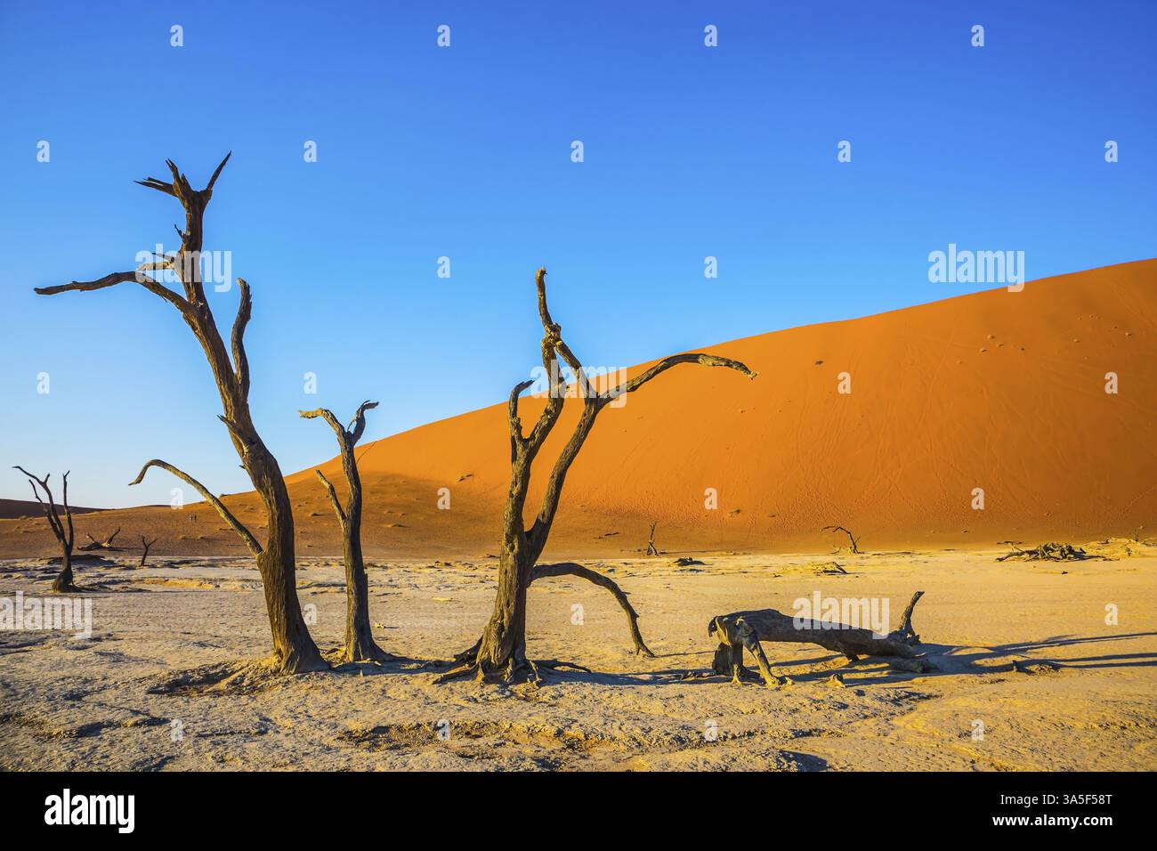 Voyage exotique en Namibie. Dunes oranges et arbres séchés. Le fond du lac séché Deadvlei. Parc national de Namib-Naukluft Banque D'Images