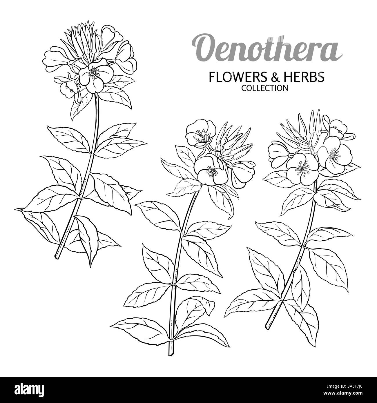 Usine d'Oenothera avec illustration de contour de fleurs Illustration de Vecteur