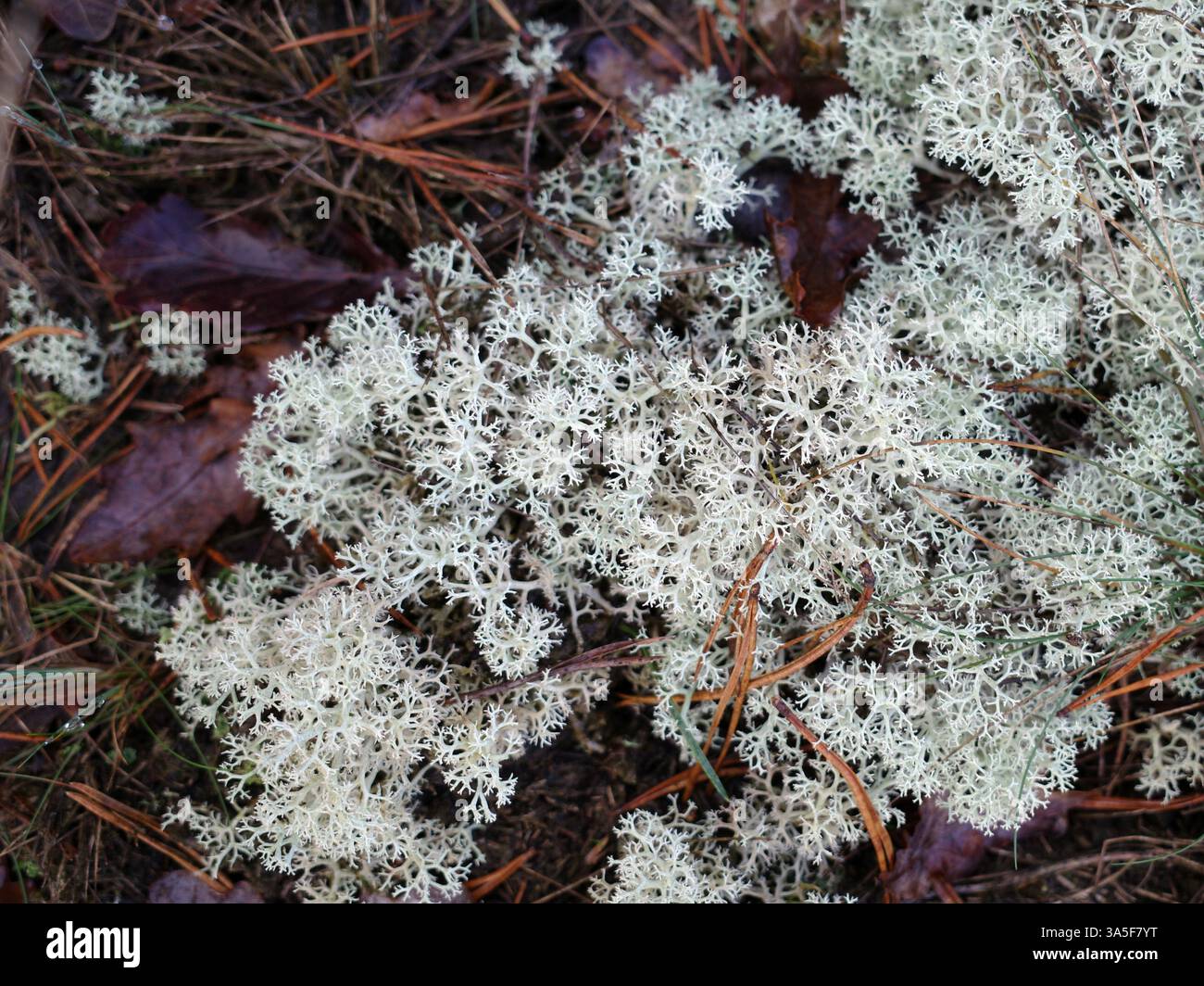Lichen blanc dans la nature. C'est un environnement de landes sablonneuses Banque D'Images