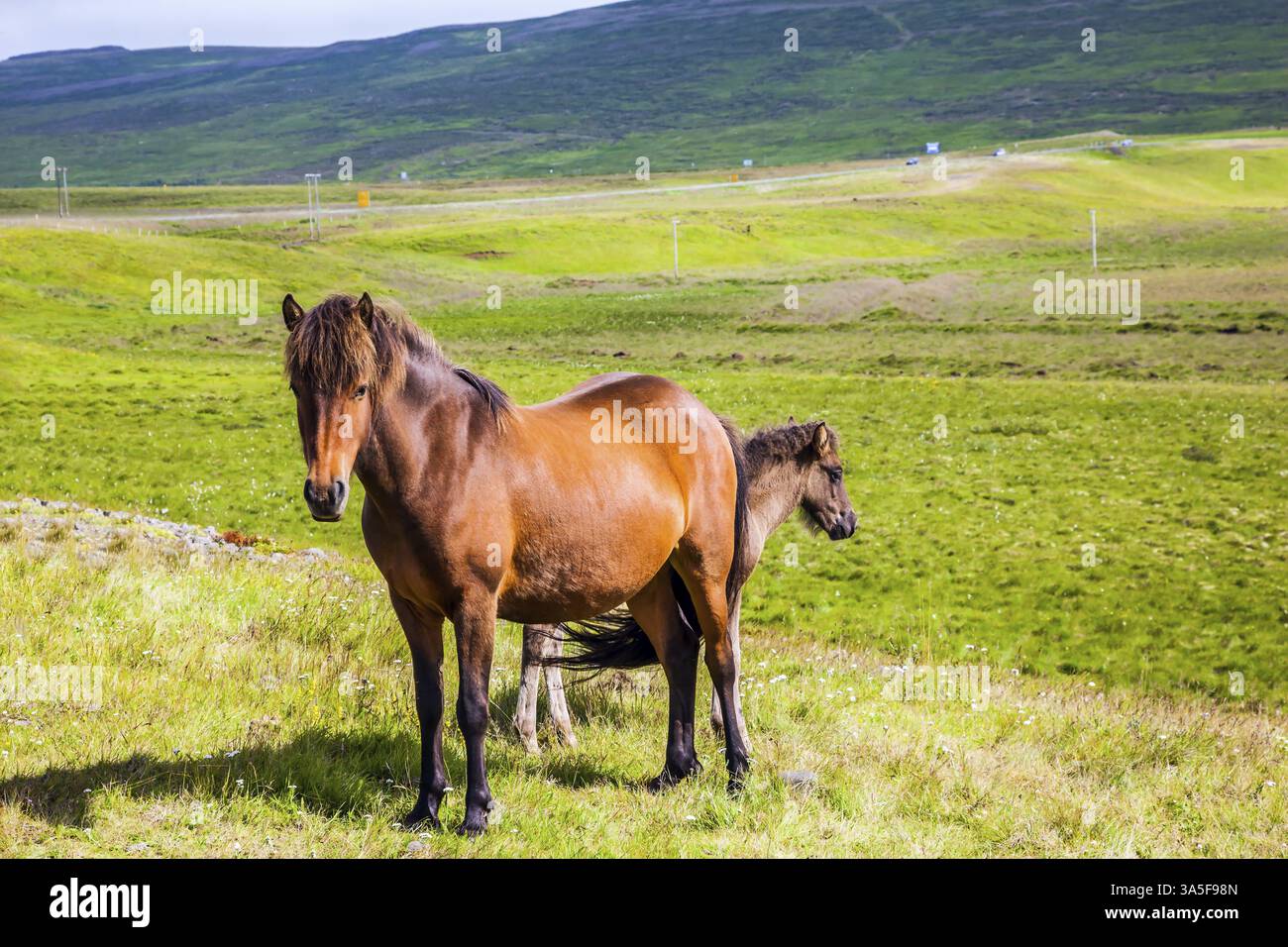 Islande. Voyage de rêves. Chevaux fabuleusement gentils d'une race islandaise unique. Coucher de soleil d'été doré. Toundra d'été islandaise. Écologique, actif et Banque D'Images