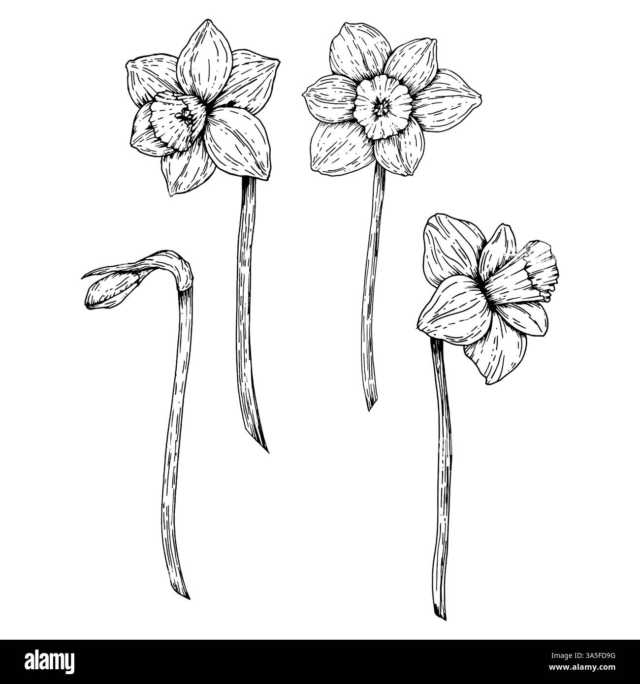 Ensemble de jonquilles dessinées à la main dans divers stades de floraison, esquissées à l'encre. Idéal pour les projets sur le thème du printemps, guides de jardinage, éducation florale Illustration de Vecteur