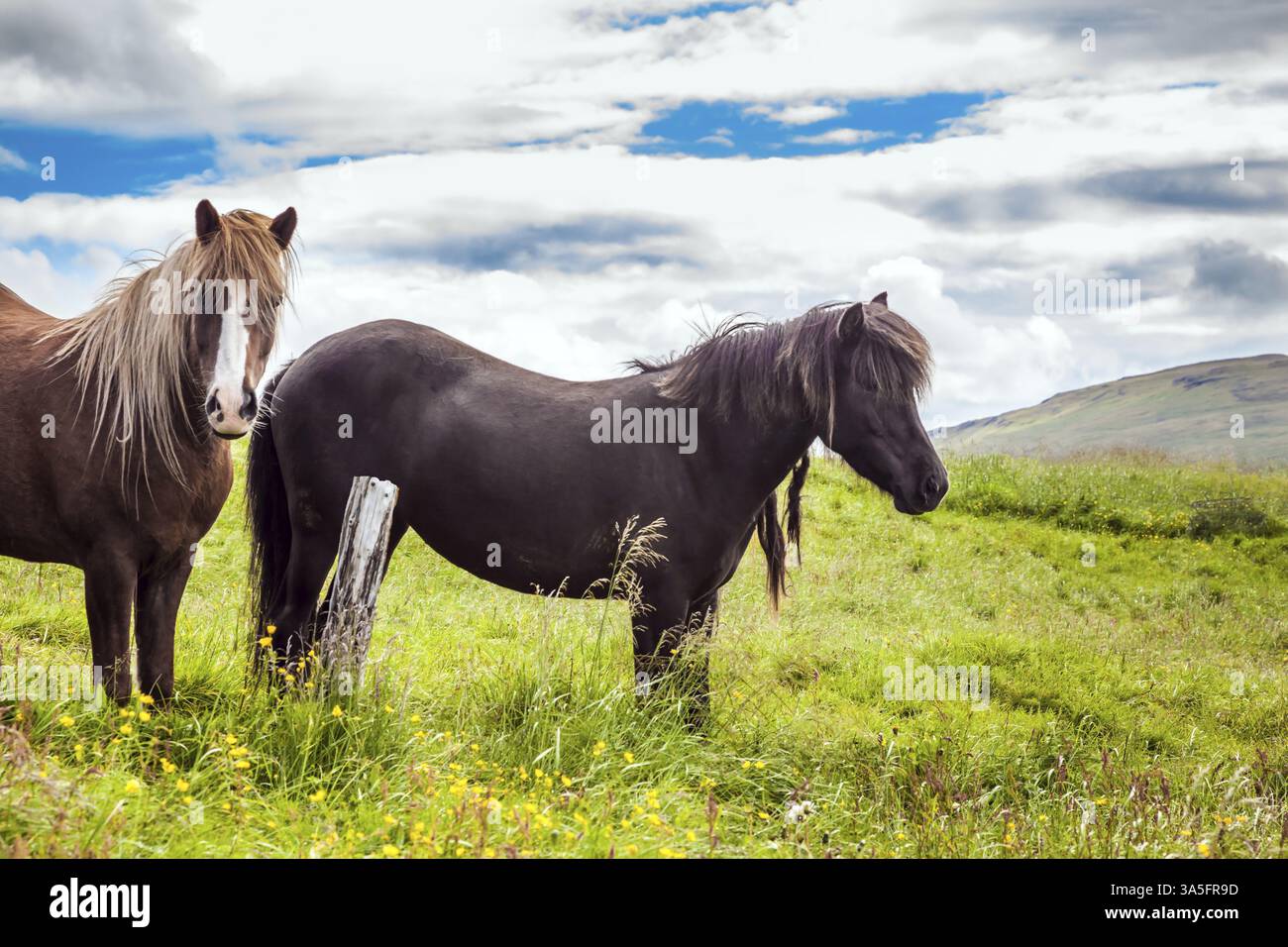 Portraits de deux chevaux. Beaux et gentils chevaux d'une race islandaise unique. Voyage de rêve en Islande. Coucher de soleil d'été doré dans la toundra islandaise. Ecolo Banque D'Images