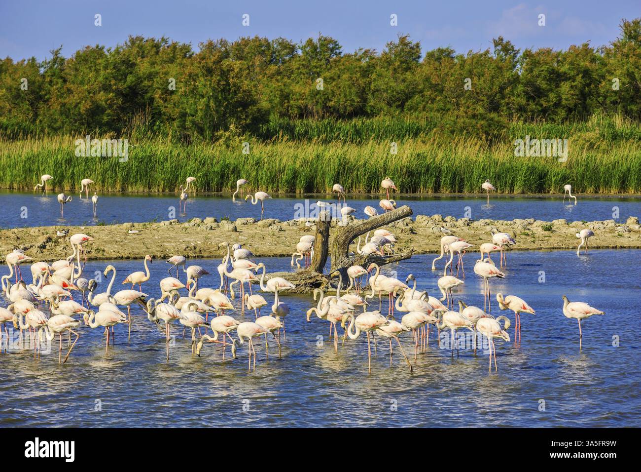 Oiseaux exotiques dormant dans un lac peu profond. Troupeau de flamants roses. Coucher de soleil dans le parc national de Camargue. Delta du Rhône, Provence, France, Europe Banque D'Images