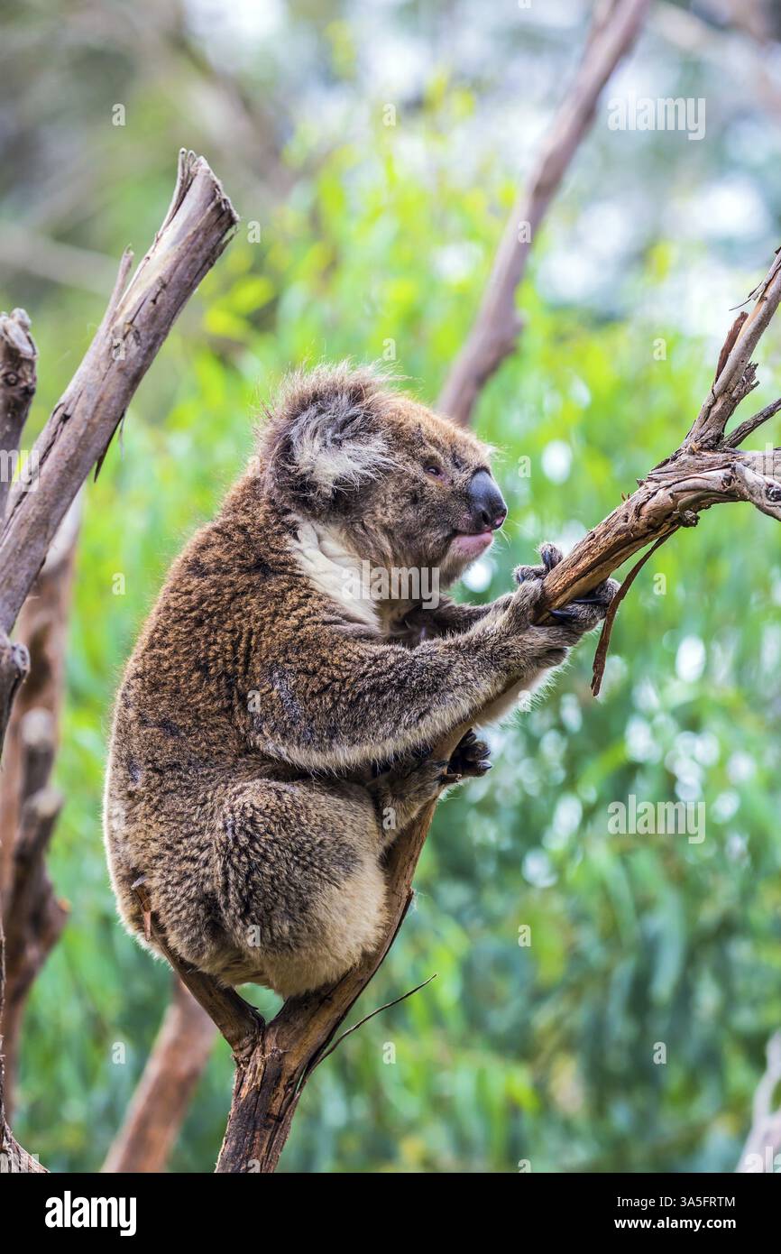 Australie endémique. Le koala brun ou ours marsupial est un mammifère herbivore. Le seul représentant moderne de la famille koal. Concept d'écotourisme Banque D'Images