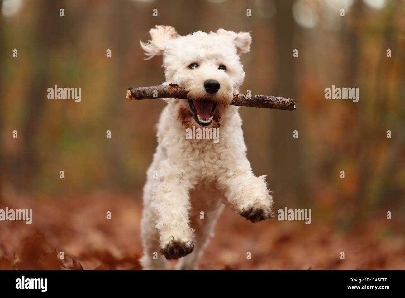 Cockapoo en automne Banque D'Images